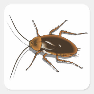 Realistisch bruin kakkerlak insect vierkante sticker