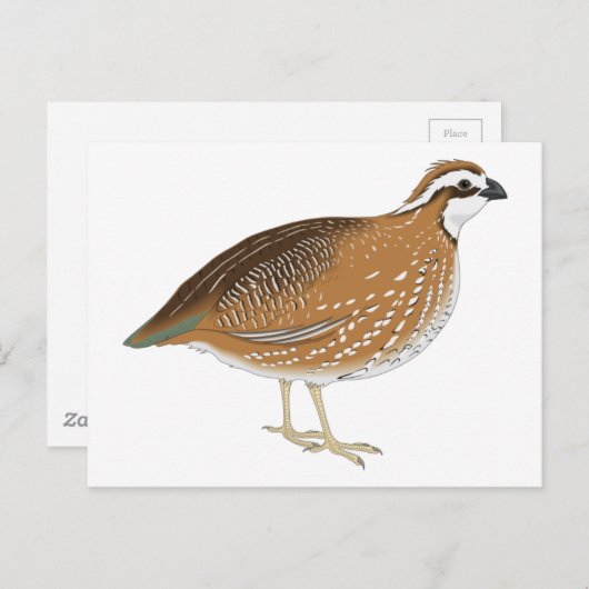 Realistisch kwartelvogel briefkaart (Voorkant / Achterkant)