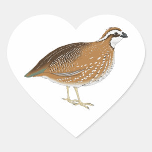 Realistisch kwartelvogel hart sticker