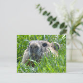 Realistisch marmotkopje dat door het gras gluurt K Briefkaart (Staand voorkant)