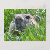 Realistisch marmotkopje dat door het gras gluurt K Briefkaart (Voorkant)