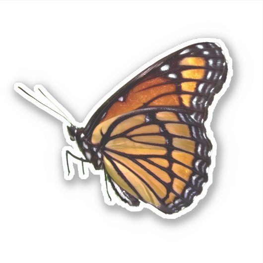 Realistisch monboogvlinder sticker (Voorkant)