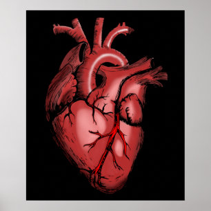 Realistisch Poster van het Anatomisch Afbeelding