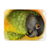 Realistisch schilderij van Senegal Magneet (Horizontaal)