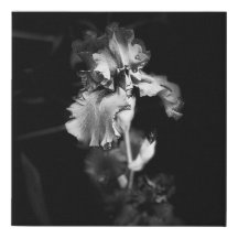 Realistisch zwart-wit Iris wandcanvas