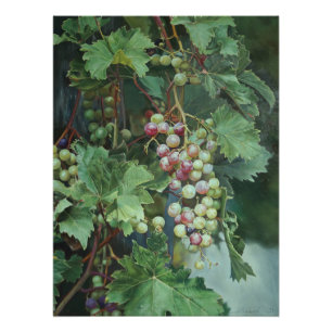 Realistische druivenplant met bladeren - Fine Art Perfect Poster