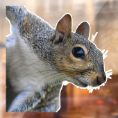 Realistische Eekhoorn Raamsluiting Raamsticker (Vel 2)