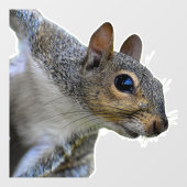 Realistische Eekhoorn Raamsluiting Raamsticker (Vel)