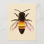 Realistische Honey Bee Art Illustratie Briefkaart (Voorkant)