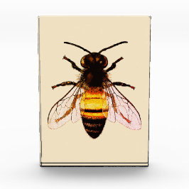 Realistische Honey Bee Art Illustratie Fotoblokken