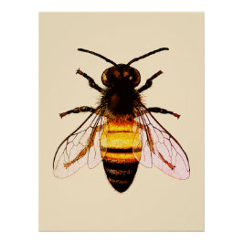 Realistische Honey Bee Art Illustratie Perfect Poster