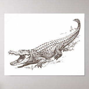 Realistische illustratie van alligator poster
