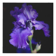 Realistische iris canvas