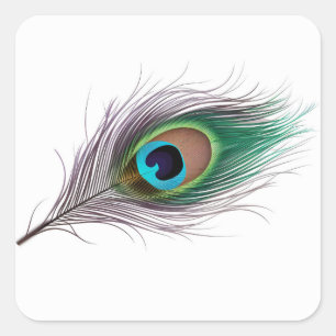 Realistische Vibrant Peacock Feather met een Bold  Vierkante Sticker