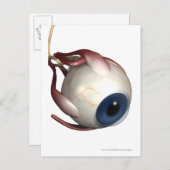 Realistische weergave van de oogspieren briefkaart (Voorkant / Achterkant)