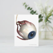 Realistische weergave van de oogspieren briefkaart (Staand voorkant)