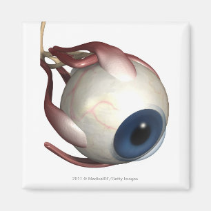 Realistische weergave van de spieren van het oog magneet