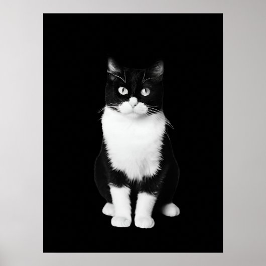 Realistische zwart-witte kat poster (Voorkant)