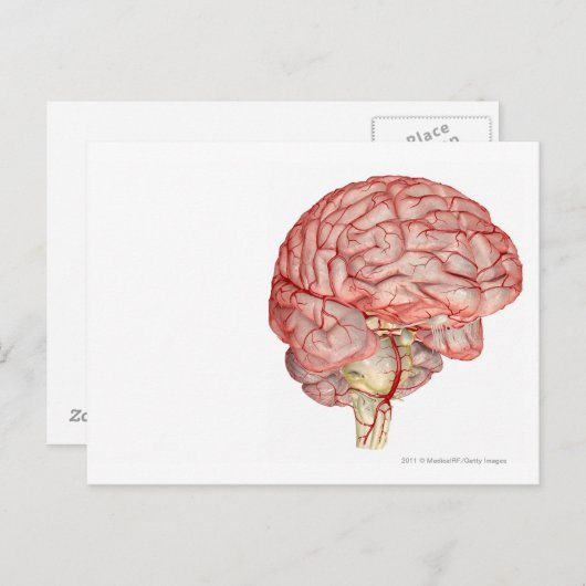 Realitische weergave van het menselijk brein briefkaart (Voorkant / Achterkant)