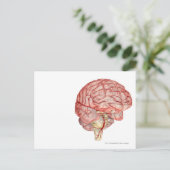 Realitische weergave van het menselijk brein briefkaart (Staand voorkant)