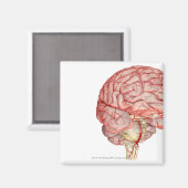 Realitische weergave van het menselijk brein magneet (Voorkant / Achterkant)