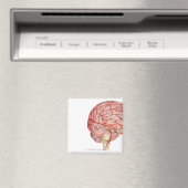 Realitische weergave van het menselijk brein magneet (Insitu (Vaatwasser))