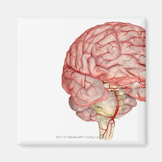 Realitische weergave van het menselijk brein magneet (Voorkant)