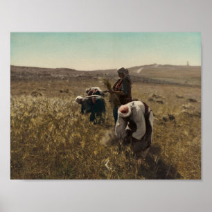 Reaping van de gerstoogst op de velden van Bethleh Poster