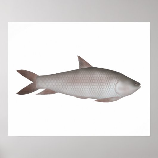 Reba Carp Poster (Voorkant)