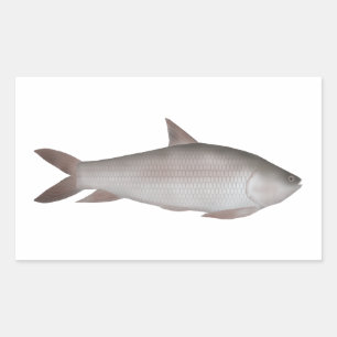Reba Carp Rechthoekige Sticker