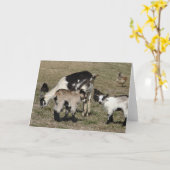 Reba, Patti, Shamrock en Chickens All Occasions Kaart (Gele Bloem)