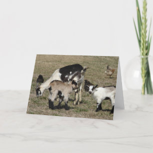 Reba, Patti, Shamrock en Chickens All Occasions Kaart