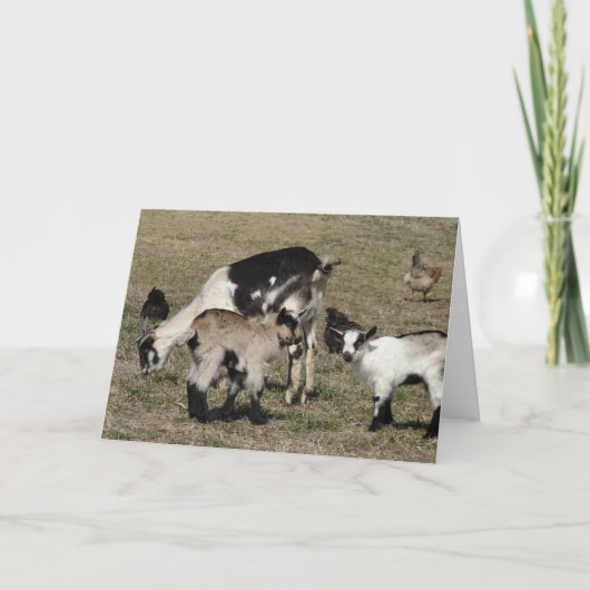 Reba, Patti, Shamrock en Chickens All Occasions Kaart (Voorkant)