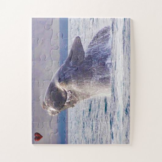 Rechterwalvis Legpuzzel (Verticaal)