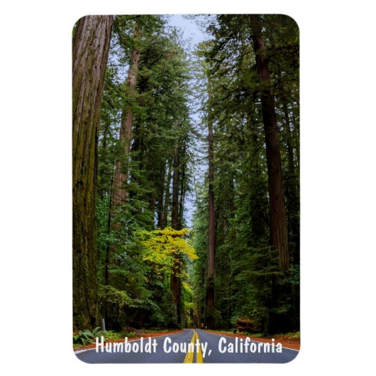 Rechtstreekse weg door Misty Redwood Forest Magneet (Verticaal)