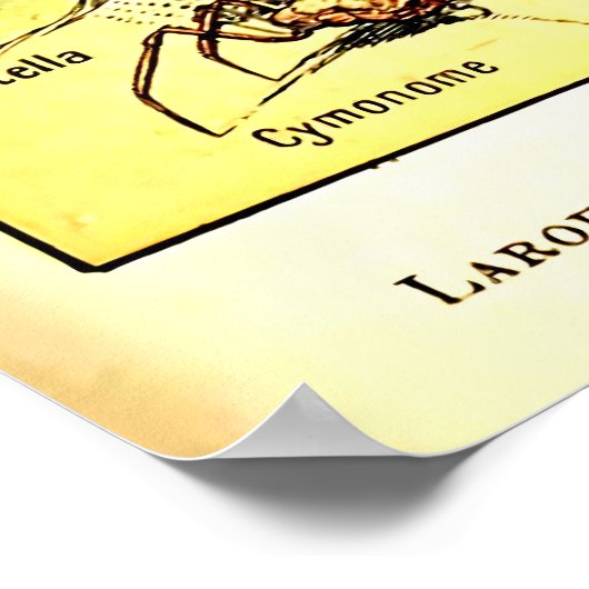 Recreatie Adolphe Millot Ocean Zee Dieren Poster (Hoek)