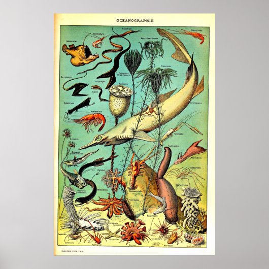 Recreatie Adolphe Millot Ocean Zee Dieren Poster (Voorkant)
