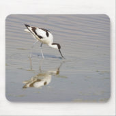 Recurvirostra avosetta muismat (Voorkant)