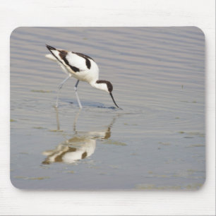 Recurvirostra avosetta muismat