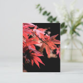 Red Acer Briefkaart (Staand voorkant)