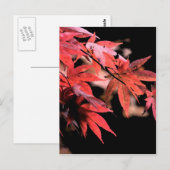 Red Acer Briefkaart (Voorkant / Achterkant)