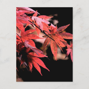 Red Acer Briefkaart