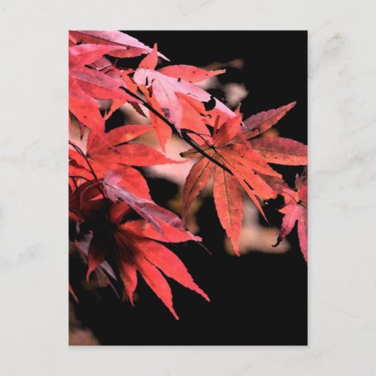 Red Acer Briefkaart (Voorkant)