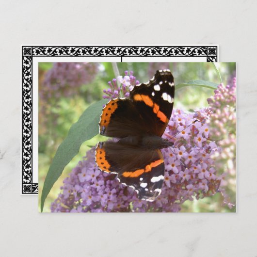Red Admiral Briefkaart (Voorkant / Achterkant)