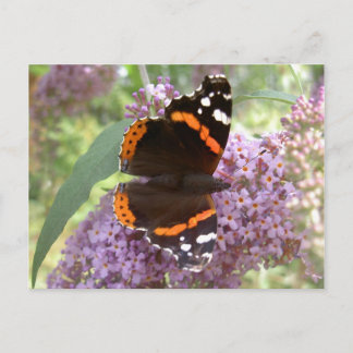 Red Admiral Briefkaart