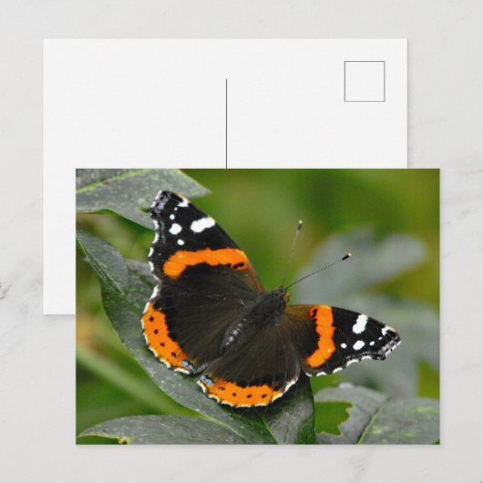 Red Admiral Butterfly Briefkaart (Voorkant / Achterkant)