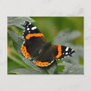 Red Admiral Butterfly Briefkaart