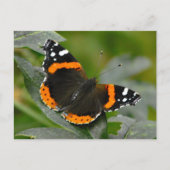 Red Admiral Butterfly Briefkaart (Voorkant)