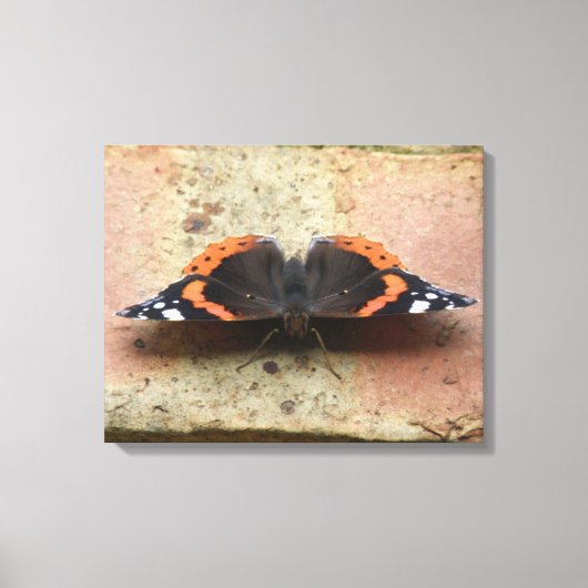 Red Admiral Butterfly Canvas Afdrukken (Voorkant)