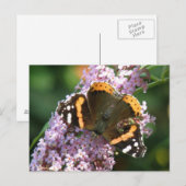 Red Admiral Butterfly en Buddleia Briefkaart (Voorkant / Achterkant)